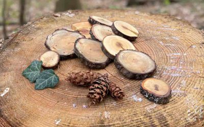 kleine-holzscheiben-rinde